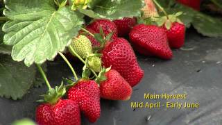 7b. Strawberry Varieties (English)