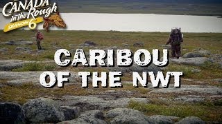 Caribou of the NWT (HUGE Dream Bull)