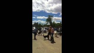 Всероссийская выставка собак 03.06.2017 ранга ЧФ РФЛС Волгоград. Бэст второй группы Всероссийская выставка собак 03.06.2017 ранга ЧФ РФЛС Волгоград. Бэст второй группы