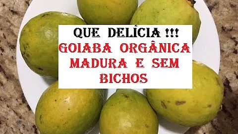 Como fazer para goiaba amadurecer?