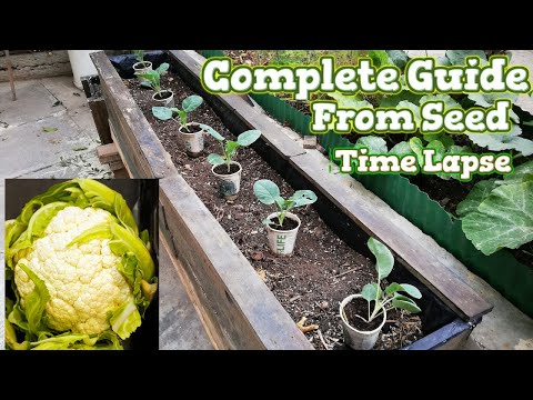 Video: Cauliflower seedlings: growing at home