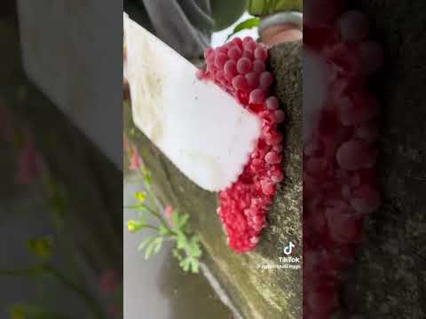 not my video