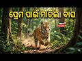 କାହିଁକି ଏତେଦୂର ଆସିଲା? Tiger Walks 1500 KM to Similipal | Mayurbhanja | Similipal | Odia News
