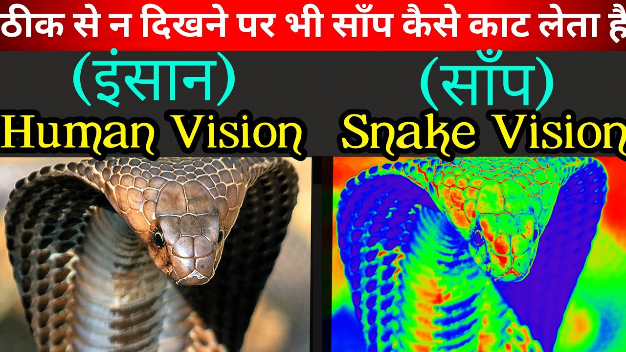 What Does Snake Vision Look Like at Sandra Galvez blog