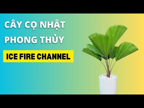 Video: Cây Cọ Nhỏ - Tìm hiểu Về Các Loại Cây Cọ Nhỏ