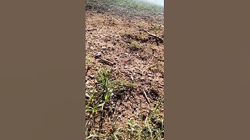 Two pounds of Southern Thunder satisfaction!