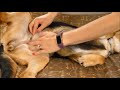 How to Tell If Your Dog is Pregnant (Without Dog Pregnancy Test)