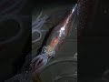 伊豆でホタルイカが大発生??