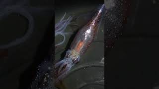 伊豆でホタルイカが大発生？？