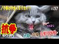 【protect the cat】猿、ハクビシン、アナグマ等の野生生物より問題なのは同種！自警団出動します🤣　通いネコ 「しまちゃん」#157
