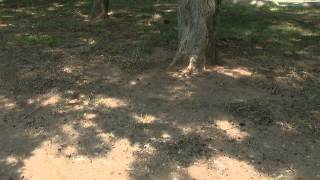 Drought Stress in Trees