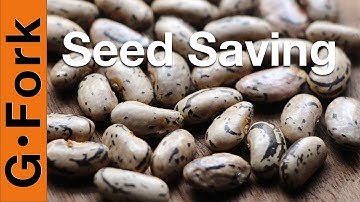 How To Save Seeds - String Beans - GardenFork