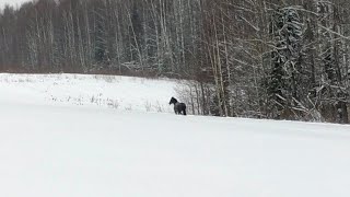Лошадь целый месяц живёт в лесу. Одичавший жеребец ищет пропитание под снегом. ХОЗЯИН ОТЗОВИСЬ..