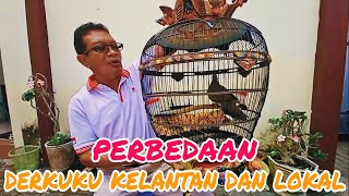 PERBEDAAN DERKUKU LOKAL DAN KELANTAN @NEWRJJBIRDFARM