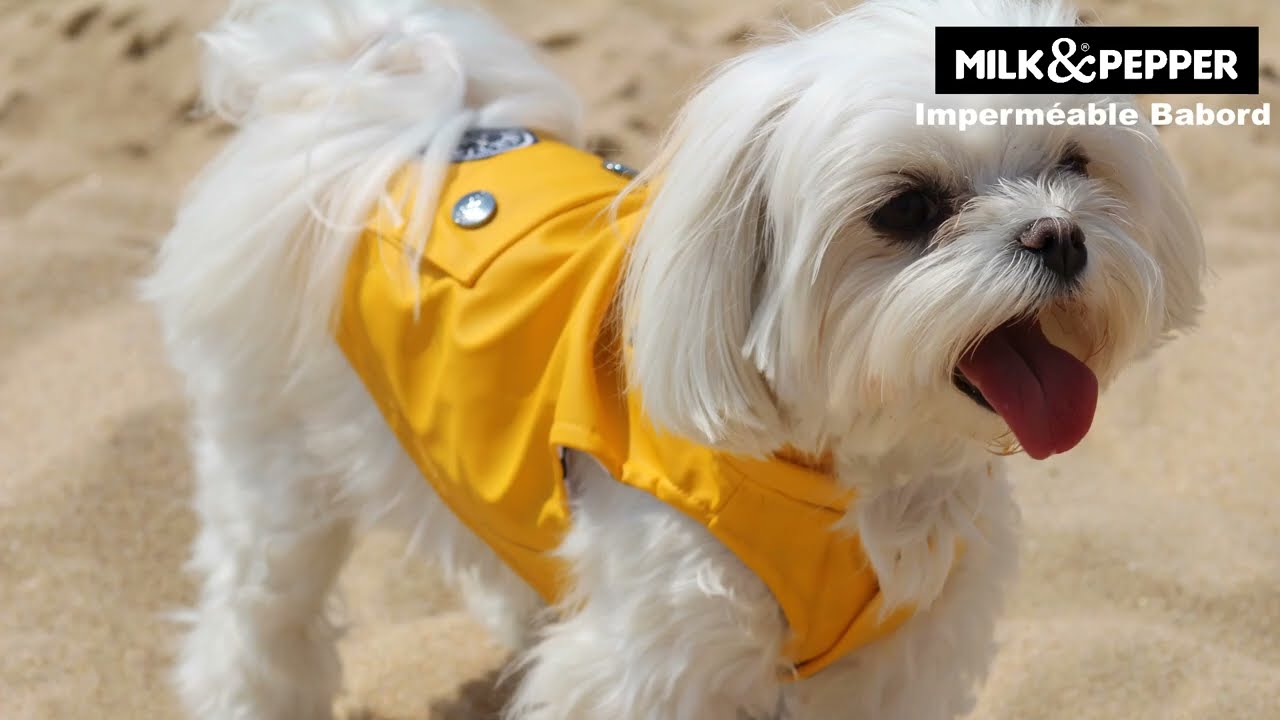 HARNAIS chiot Évolutif Petit lévrier italien et petits chien