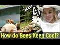 How Do Bees Keep Cool? (Water for Honey Bees) | Beekeeping with Maddie #12