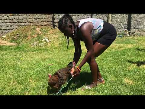 African village girl slaughtering chicken for food