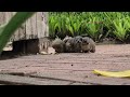 Baby Dassies / Rock Hyrax 1080p extended footage