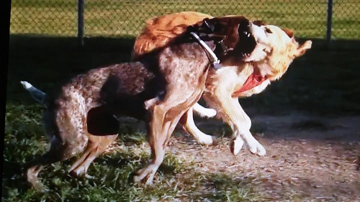 Watch the video about German Shorthaired Pointer vs Golden Retriever, How Not To Make Friends At The Dog Park