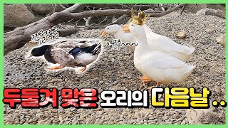 대장에서 쭈구리가 된 청둥오리..