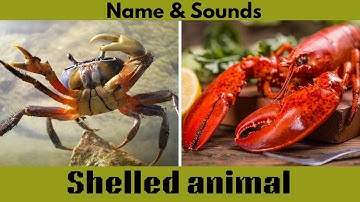 Animals With Shells For Kids