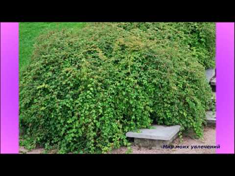 Декоративный кустарник Стефанандра