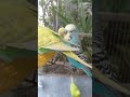 🛍️日本で買えるインコグッズ保存版🐦✨ #おすすめ 🛍️