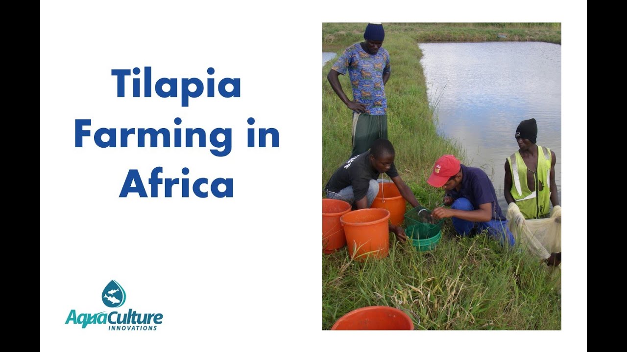 Tilapia Farming in Africa YouTube