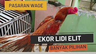 Ekor Lidi Elit di Pasar Ayam Bangkok Wage Klaten