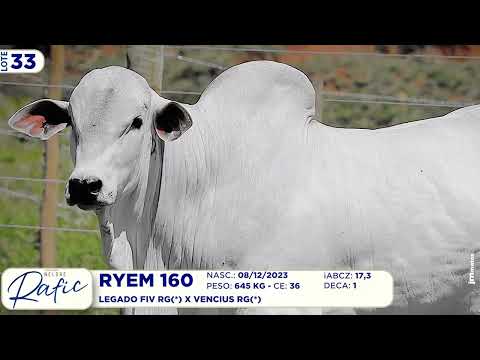 LOTE 33   RYEM 160