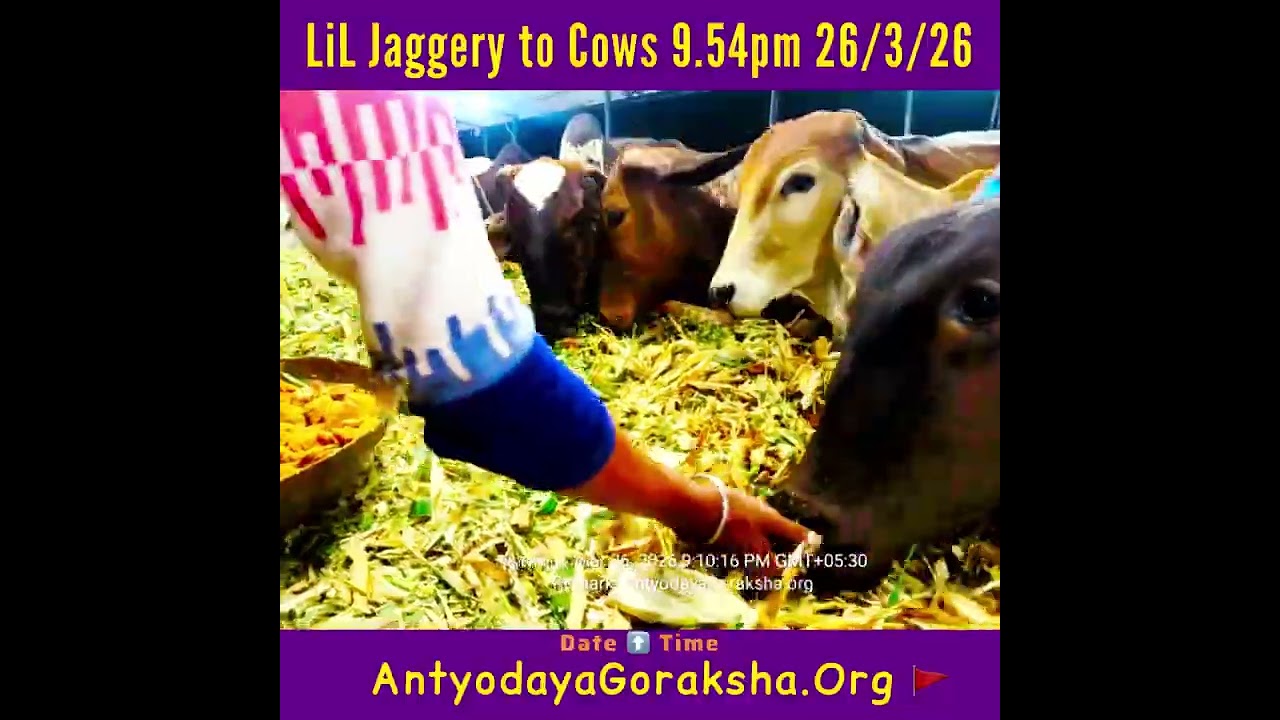 [26 Mar 2026] Jaggery Dessert for Gomatas