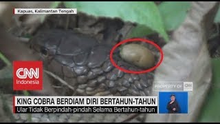 Download Heboh Penemuan King Kobra Berjambul Kuning, Diam Bertahun-tahun Video MP3 Heboh Penemuan King Kobra Berjambul Kuning, Diam Bertahun-tahun
