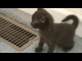 Havana Brown Kittens の動画、YouTube動画。
