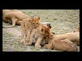 Stunning Lion sightings - Compilation - seen in Kruger National Park, South Africa.