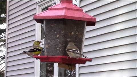 Audio Visual Catnip April 2017