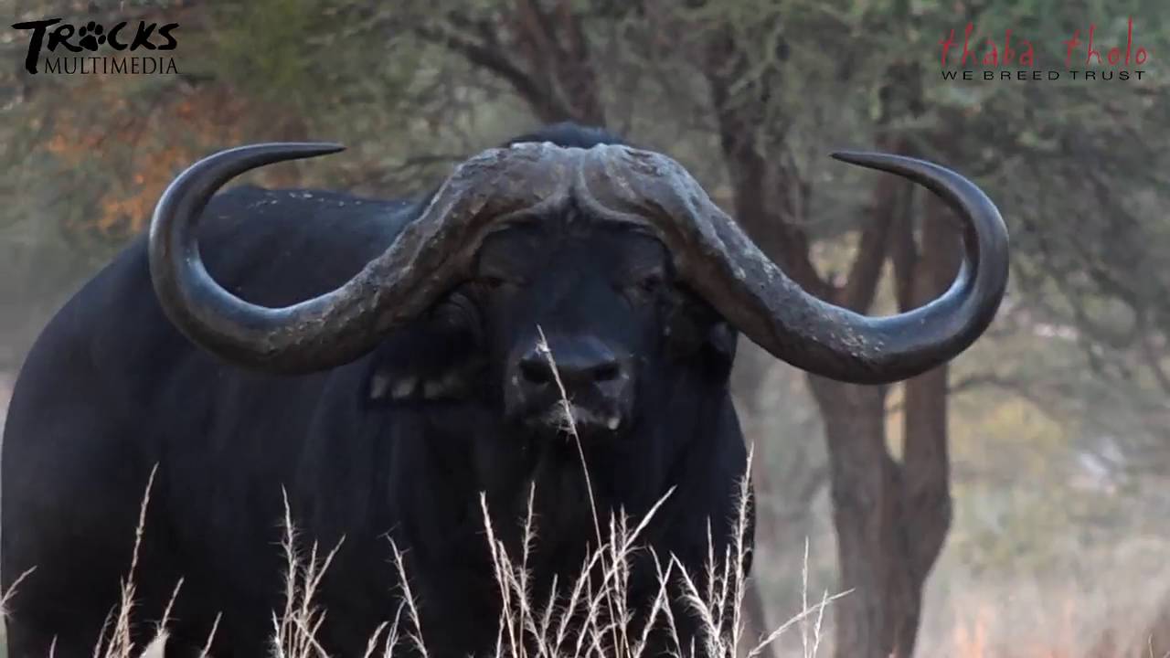 Why 'superbuffalo' just sold for R168 million