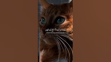 سورة الفتح ،🥰❤️