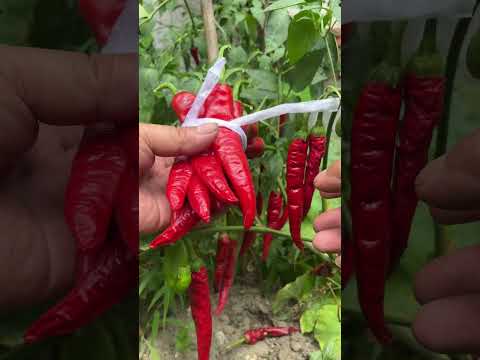 Very Useful Knot In Life