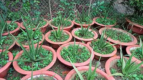 Mua Nha Đam Con Để 15 Ngày Mới Trồng. Khang Toàn Channel