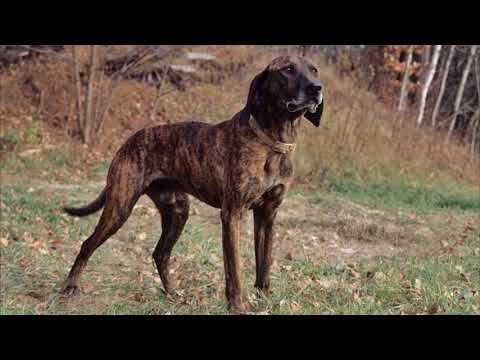 Video: Plott Raza De Perro Hipoalergénico, Salud Y Vida útil