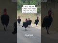 تسير طيور أبو قرن الجنوبي الأرضي بخطوات واثقة ضمن منتزه كروغر الوطني في جنوب إفريقيا تسير طيور أبو قرن الجنوبي الأرضي بخطوات واثقة ضمن منتزه كروغر الوطني في جنوب إفريقيا