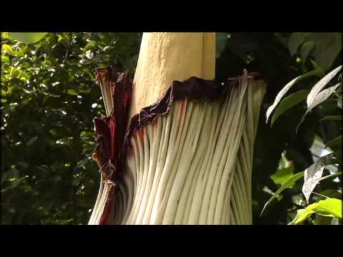 Vidéo: Rafflesia Arnoldi et Amorphophallus Titanium - les plus grandes fleurs du monde