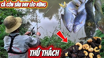 Câu Cá Mưa Bão Toàn Cá To#Đinh văn lơng Channel81