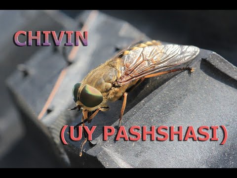 Video: Yashil chivin: tavsif, rasm. Yashil chivinlardan qanday qutulish mumkin?