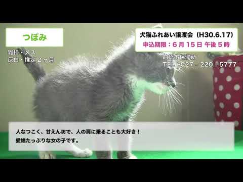 エンジェライト前橋市保健所動物愛護事業 Youtube エンジェライト前橋市保健所動物愛護事業 Youtube