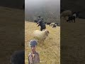 #comedy #funny #animals #facts #sheep #new #trending #viral #dastan #latest