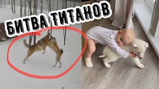 Кто кого ⁉️Волк vs Волэнд 🔞 Обнимашки человеческого детеныша с белым редким волчонком 😱