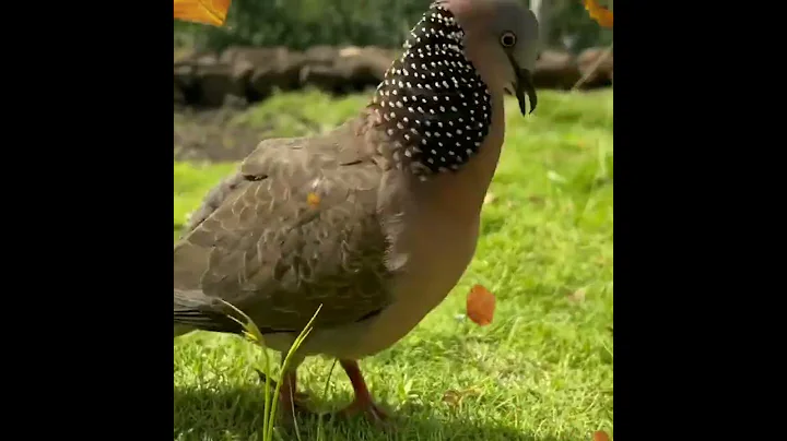 beauty of nature.                     Dove sound.