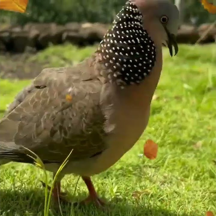 Keindahan alam. Suara merpati.