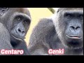 母ちゃんっ子の長男ゲンタロウ⭐️ゴリラ Gorilla【京都市動物園】The eldest son Gentaro loves his mother!